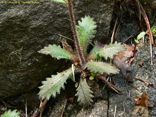 {Hydatica petiolaris}